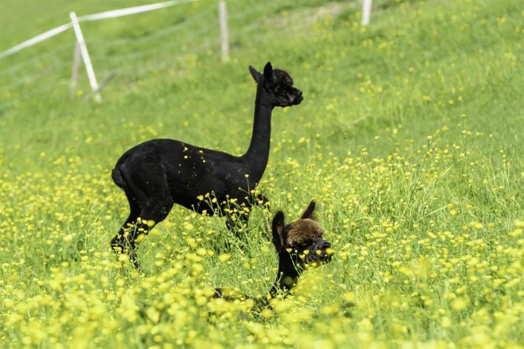バート・ヒンデラング Alpakahof Wechsヴィラ エクステリア 写真